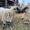 Deux moutons Shropshire.
