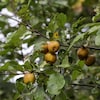 Des pommes sauvages dans un arbre.