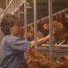 Mireille Leroux s'occupe chaque jour de ses poules pondeuses.