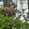 Un tétras du Canada perché dans un arbre résineux.