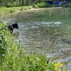 Le chien du couple regarde les poissons dans le lac.