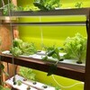 De la laitue et d'autres légumes poussent sur des étagères dans une maison.