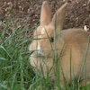 Un lapin sauvage se nourrit d'herbe.