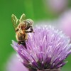 Une abeille dans une fleur de ciboulette.