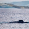 Une baleine à bosse près de l’île Fin, dans le chenal Douglas, en juin 2024, en Colombie-Britannique.