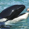 Un gros plan de Lolita.