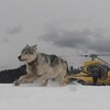 Un loup court dans la neige avec en arrière-plan un hélicoptère et des gens qui observent la scène.