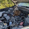 Une marmotte sur le moteur d'un véhicule. 