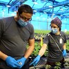 Des techniciens masqués s'occupent de petites plantes.
