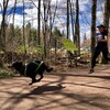Le chien, muni d'un harnais et d'une laisse spéciale, mène la course avec Valérie Michon derrière.