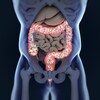 Illustration des intestins montrant le microbiote.