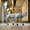 Une photo du robot Mini Cheetah dans un corridor du MIT. Le robot a quatre pattes et est à peu près de la taille d'un chien.