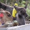 Une maman caribou et un bébé caribou de la harde de Val-d'Or se nourrissent de lichens.