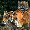 Deux tigres du Bengale, une espèce menacée.