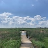 Une zone humide traversée par un pont en bois.
