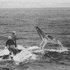 En 1970, deux hommes dans un canot pneumatique près d'une queue de baleine émergeant de l'eau.