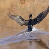 Un cormoran