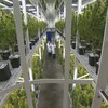 Des plantes de cannabis étalées sur plusieurs étagères.