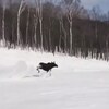 L'orignal se sauve à la course alors qu'il est pourchassé par un planchiste au Massif de Charlevoix.