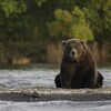 Un ours massif assis sur la grève au bord d'une rivière.