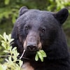 Un ours noir mange des feuilles.