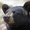 Le profil d'un ours noir