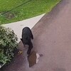 Un jeune ours noir s'approche d'une maison.