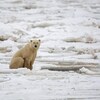 Un ours polaire sur la banquise.
