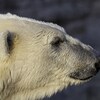 Gros plan sur la tête d'un ours polaire.