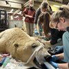 Des vétérinaires travaillent sur un ours blanc intubé. 