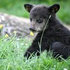 Un ourson au pelage noir assis dans l'herbe
