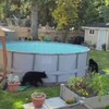 Trois oursons autour d'une piscine dans une cour, et une ourse couchée sur le gazon les regarde.