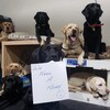 Plusieurs chiens sont couchés et l'un d'entre eux tient par la gueule une affiche déclarant qu'ils ont besoin d'une maison.
