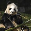 Un panda géant de Chengdu mange du bambou.