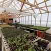 Un homme arrose des plants de légumes.