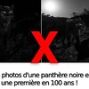 Capture d'écran d'un article qui titre « Voici les photos d'une panthère noire en Afrique: une première en 100 ans! »