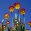 Des tulipes sont bien visibles devant le parlement canadien. 