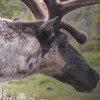 Parole autochtone : La politique du caribou
