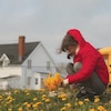 Une jeune fille accroupie cueille des pissenlits devant une maison et un autobus scolaire sur l'Ile d'Anticosti.