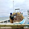 Un pêcheur dépose des casiers à homard sur un bateau.