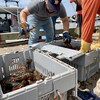 Du homard fraichement pêché, au quai de Cap-Pelé, dans le sud-est du Nouveau-Brunswick, le 16 août 2022.