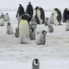 Des manchots empereurs et des poussins à Halley Bay, en Antarctique.
