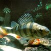 Une perche commune européenne (Perca fluviatilis).