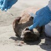 Une loutre morte sur une plage du Pérou.