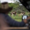 Des antilopes dans la région de Hammanskraal, en Afrique du Sud. 