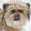 Un petit chien dont le museau est couvert de neige se lèche la truffe.