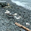 Des carcasses de phoques morts récemment, étendues sur les rochers.
