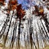 La silhouette d'arbres se dessine à la surface de l'eau.