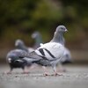 Des pigeons au sol à Surrey.