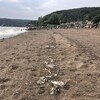 Une plage avec une ligne de débris.